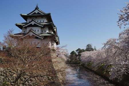 弘前城と桜