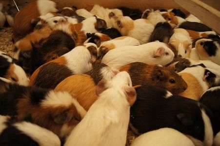 ラッシュアワー