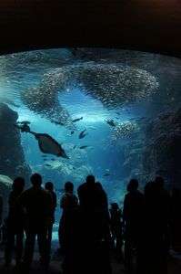 銀の群れと黒の群れ