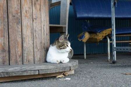 かまわないでほしいのだん