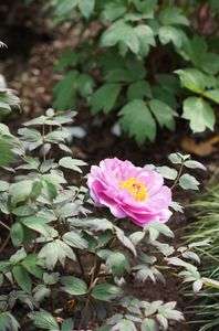 鶴岡八幡宮のぼたん