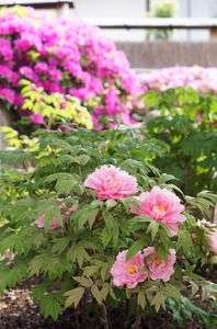 ぼたん、つつじを背に。