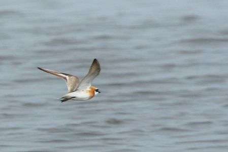 メダイチドリ　飛翔