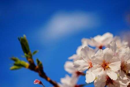 かけこみ花見！