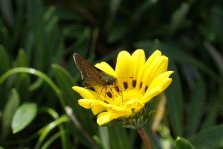 虫さん、撮影に挑戦！