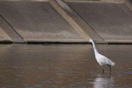 小鷺は佇む