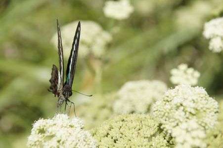 「そんなに見つめちゃイヤ！」