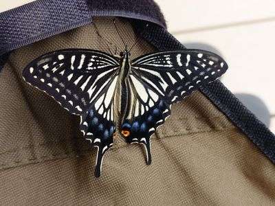 遅れて羽化したあげは蝶