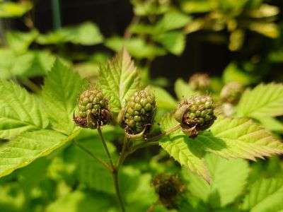 ボイセンベリー