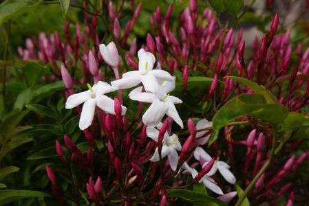 ジャスミンの一番花 #フラワー2025#