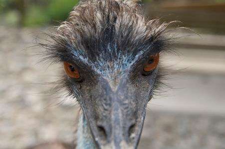 ちょい悪エミュー