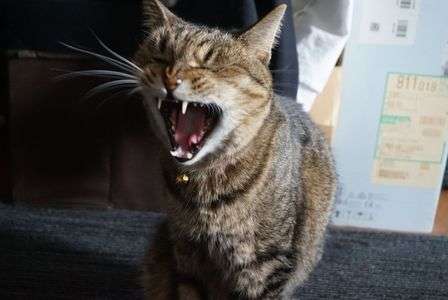 眠たいにゃん(ΦωΦ)