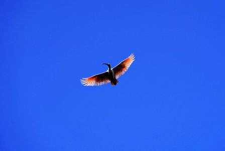 ニッポニアニッポン