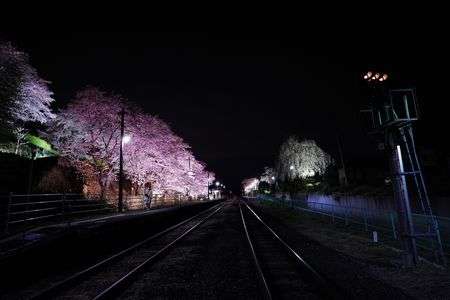 夜桜と鉄路