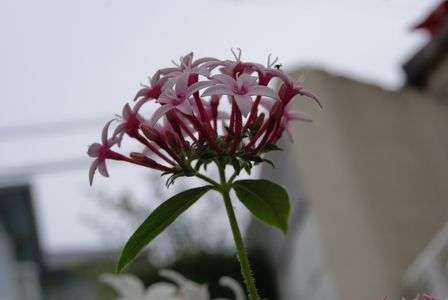 デジイチらしく撮れた1枚