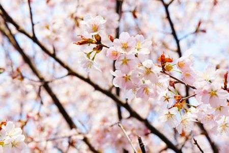 華やぐ季節～さくら～