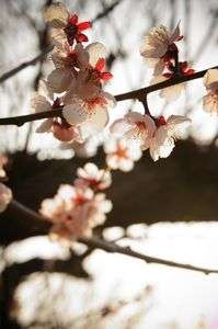 華やぐ季節　in北海道神宮