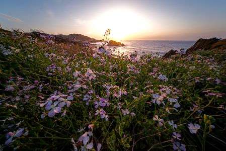 丹後のハマダイコン