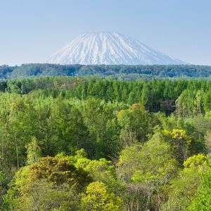 新緑の樹海に浮かぶ羊蹄山