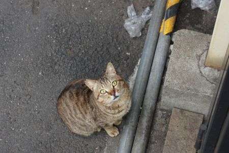 三崎町のビックリするネコ、その2
