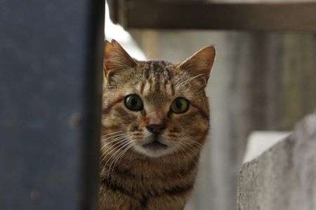 三崎町のネコ、その3