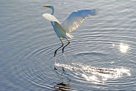 白鷺のダンス　②