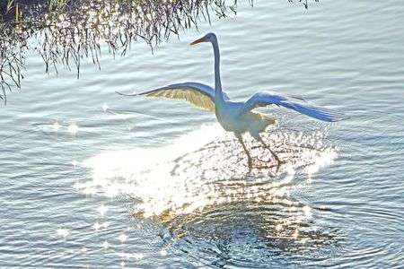 白鷺のダンス　②