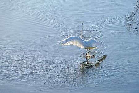 サギがダンスしてるよ!　①