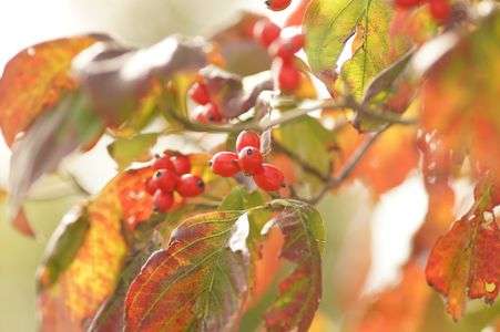 晩秋の寂しさ・・・