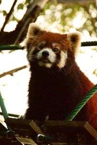 旭山のレッサーパンダ２