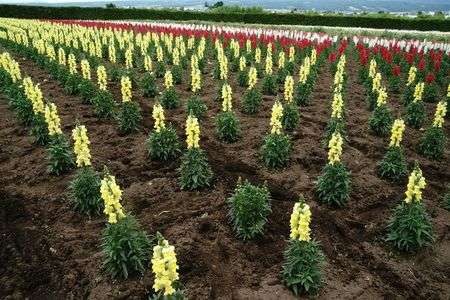 富田ファーム　直線美