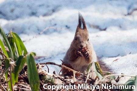 とにかく、エゾリス…