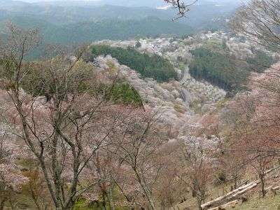 吉野上千本から中千本方向