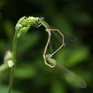 ２０１１　イトトンボの夏