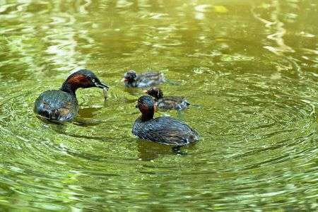 おしょくじょ！