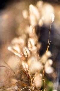 ふわふわ猫じゃらし。