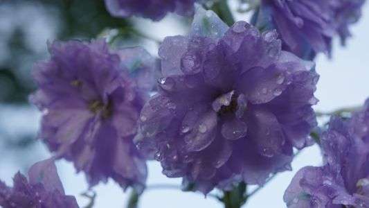 雨上がりの朝に