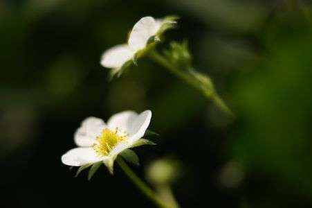 イチゴの花