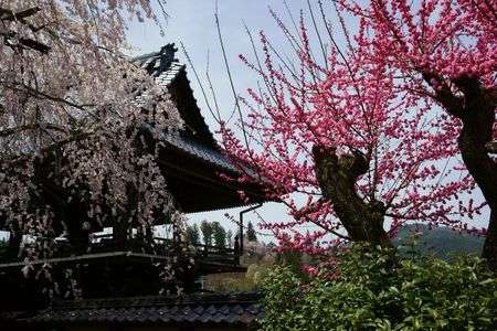 瑞龍寺しだれ桜