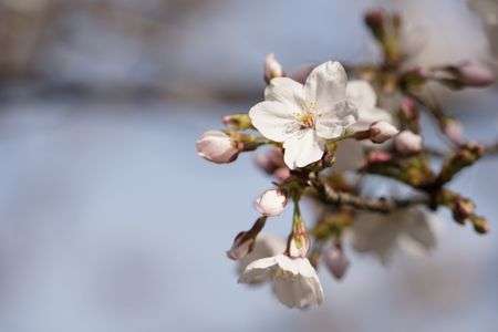 ほころびはじめ