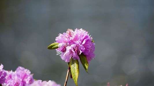 あしかがフラワーパークにて