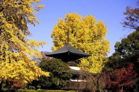 足利鑁阿寺の大銀杏