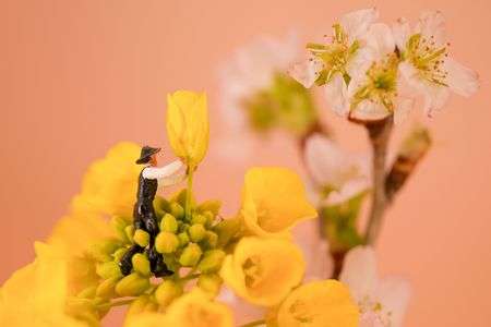 桜と菜の花のコラボを影で支える人