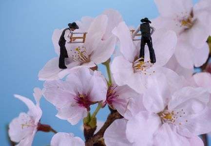 これから桜吹雪舞わせるところ