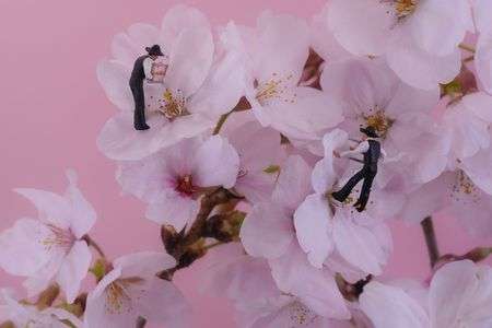 桜吹雪舞わせる人々