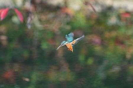 カワセミのホバ