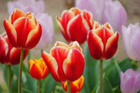 チューリップ（その１）