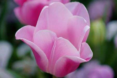 チューリップ（その３）