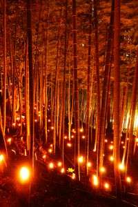 かぐや姫の物語