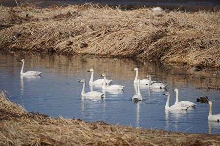 多々良沼の白鳥